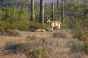 Sonoran-Pronghorn