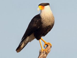 TX10 northern caracara 111_3176