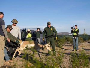 pronghorn-5